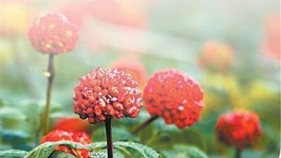 破解连作障碍、推广绿色种植、产业转型升级  文山三七 守护道地药材的生态底色