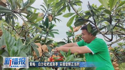 黄梅：白沙枇杷成熟季 采摘尝鲜正当时