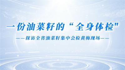 一份油菜籽的“全身体检”
——探访全省油菜籽集中会检黄梅现场