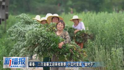 蕲春：23万亩蕲艾迎来收割季 小艾叶变成“金叶子”