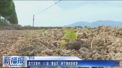 武穴王宪村：300亩“黄金花”种下增收新希望