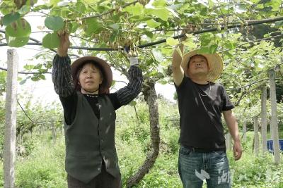 建始：建香猕猴桃疏果正酣 专家地头“传经送宝”