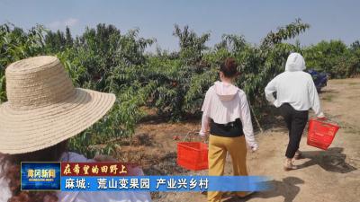 在希望的田野上 麻城：荒山变果园 产业兴乡村