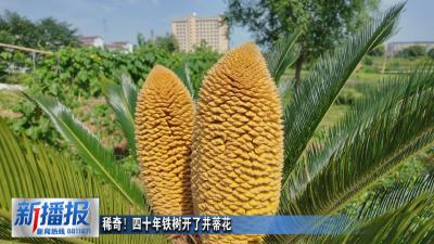 稀奇！四十年铁树开了并蒂花