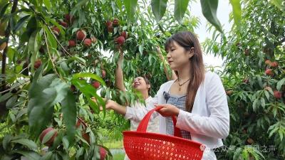 桃香漫山野 产业助振兴  淋山河镇五千亩黄桃结出富民果