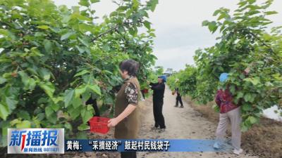 黄梅：“采摘经济”鼓起村民钱袋子