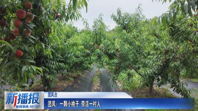 团风：一颗小桃子 带活一村人