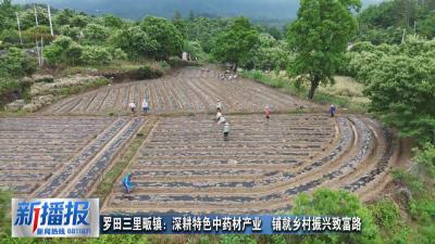 罗田三里畈镇：深耕特色中药材产业  铺就乡村振兴致富路
