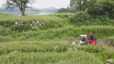 蕲春：三产联动 一叶艾草带动就业超30万人