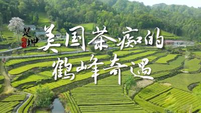 是这个理 | 美国茶痴的鹤峰奇遇