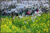 首部城市社区生活剧《江城三月》在汉开机