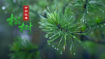 中药说廉 | 松树