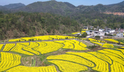 清风为伴产业兴 | 通城：金刚藤铺就致富路