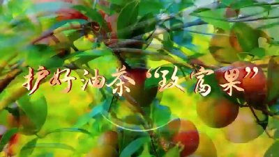 基层监督vlog | 护好油茶“致富果”