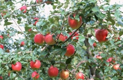 【苹果】苹果小冠疏层形存在的主要问题及应对措施