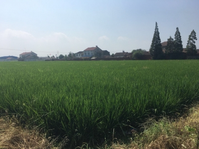 【技术服务】全国农技中心印发2019年水稻重大病虫害防控技术方案