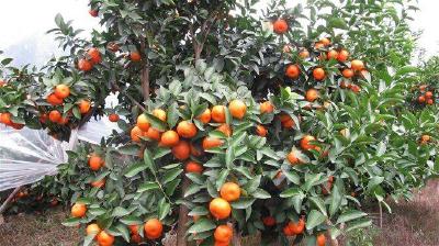 【柑橘】掌握这几个要点，砂糖橘的效益成倍增长