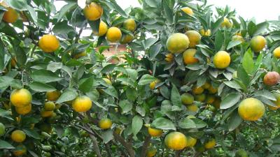 【柑橘】为害柑橘秋梢和幼果的常见害虫（附药剂防治方案）