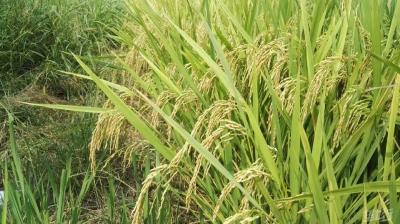水稻要想产量高，谨记这几点，能不能高产就看这时候！