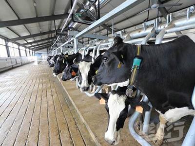 5个工人管理1000头奶牛 　是怎样做到的？