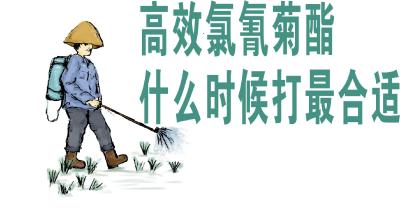 高效氯氰菊酯什么时候打最合适 