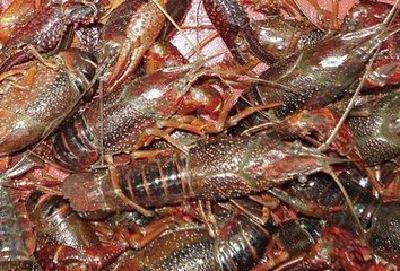 全国小龙虾产量过半来自湖北 白沙洲打造华中最大小龙虾集散中心