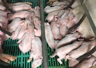 秋季该如何预防猪病？以下几种饲养管理技巧养猪人值得探讨 