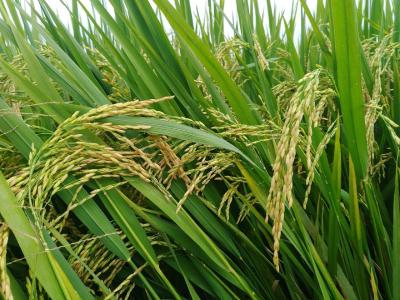 水稻高产知识：怎样把握高产水稻的几个技术关键环节？