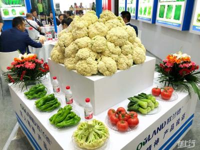 【种植技术】有机蔬菜怎么种植？有机蔬菜的种植技术