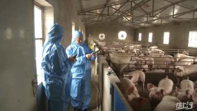 生猪养殖业注意严防！新型病毒“非洲猪瘟”感染率死亡率达100％ 