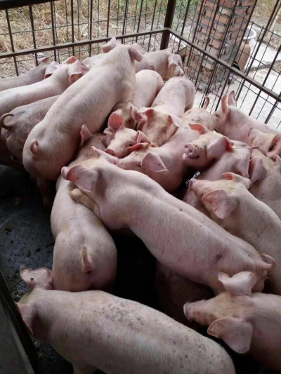 夏季猪场四种常见饲料中毒的应急处理措施！ 