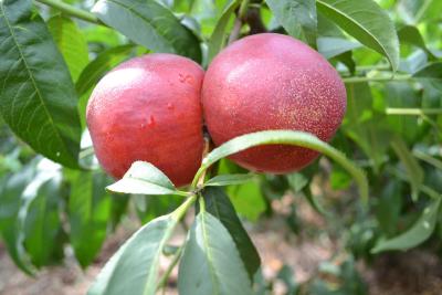 【桃】映霜红桃怎么种能高产？映霜红桃丰产栽培技术