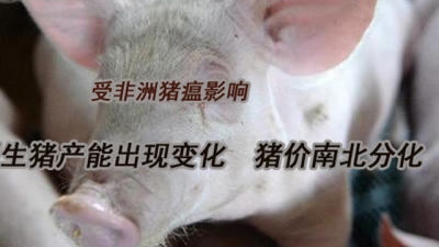 受非洲猪瘟影响　全国生猪产能出现变化　猪价南北分化