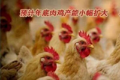 预计年底肉鸡产能小幅扩大 　养殖户应紧盯市场