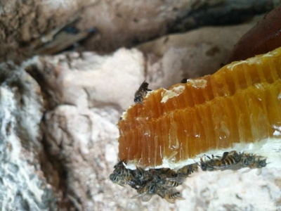 8月底“生产蜂转型越冬蜂”养蜂高手使尽浑身解数，你的安排呢？