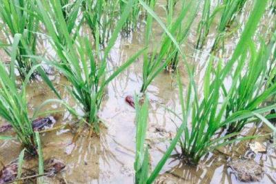 湖北制定虾稻共作稻渔种养产业发展规划 升级“潜江小龙虾”