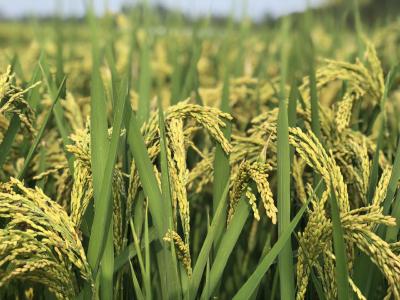 种植水稻，出现徒长不一定是氮肥过多，很有可能是这种病害
