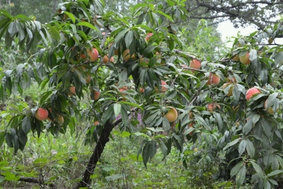 【桃】桃树人工辅助授粉的方法介绍