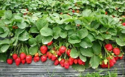 【草莓】大棚草莓套作鲜食玉米一年三熟栽培技术