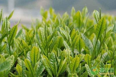 【茶】湖北五峰茶树露地规模扦插技术案例 