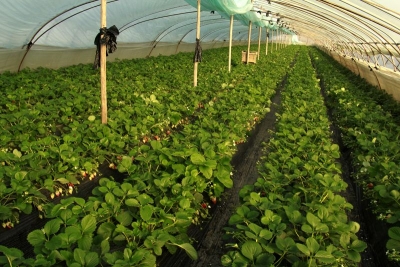 【草莓】温室草莓病虫害绿色防控关键技术