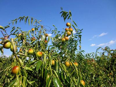 【枣】冬枣裂果的症状、原因、预防及补救措施