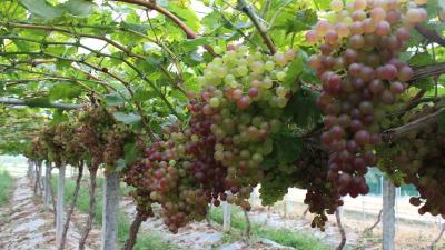 【葡萄】老农说：采收完，别着急休息，先把土壤深翻！