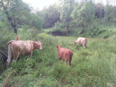 立足种养结合 做优饲草产业——当阳兴泰探索南方现代草食畜牧业发展新路径 