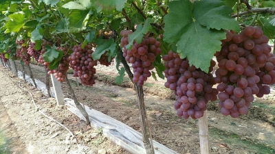 【葡萄】南方葡萄如何种能高产?花序、果穗修整管理技巧