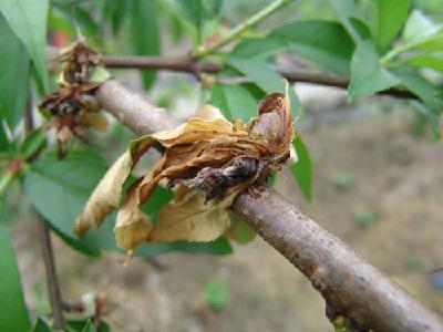 【桃】桃树花腐病怎么防治？花腐病发生规律及防治技巧