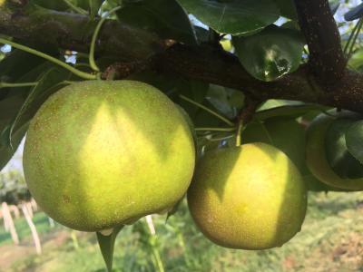 【梨】浅谈梨树套种黄精的简要技术及经济效益