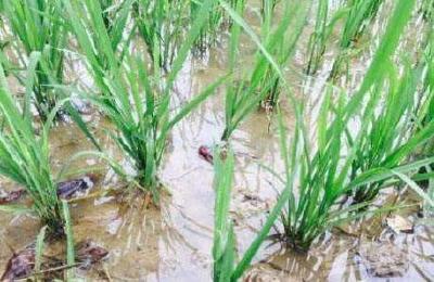 垄上水产百师问答077 | 虾稻共生种养模式的特点有哪些？