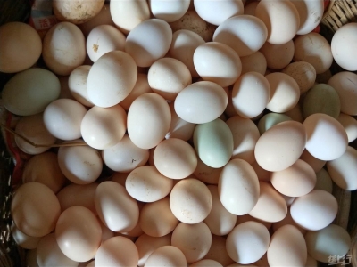 鸡蛋价格“破五”后回落 建议随产随销 