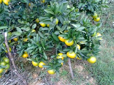【柑橘】柑橘果实蝇的发生规律及综合防治方法